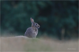 <p>KRÁLÍK DIVOKÝ (Oryctolagus cuniculus) ---- /European rabbit - Wildkaninchen/</p>